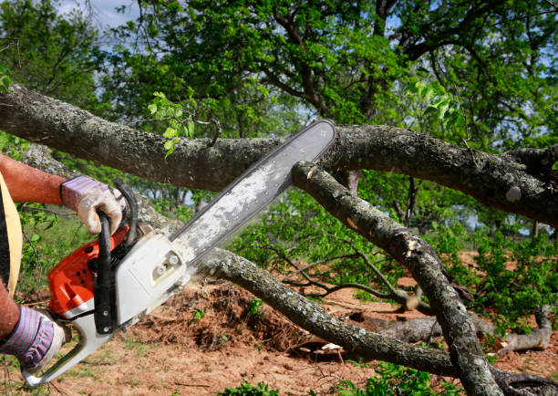 Reliable Rio Del Mar, CA Tree Service Solutions